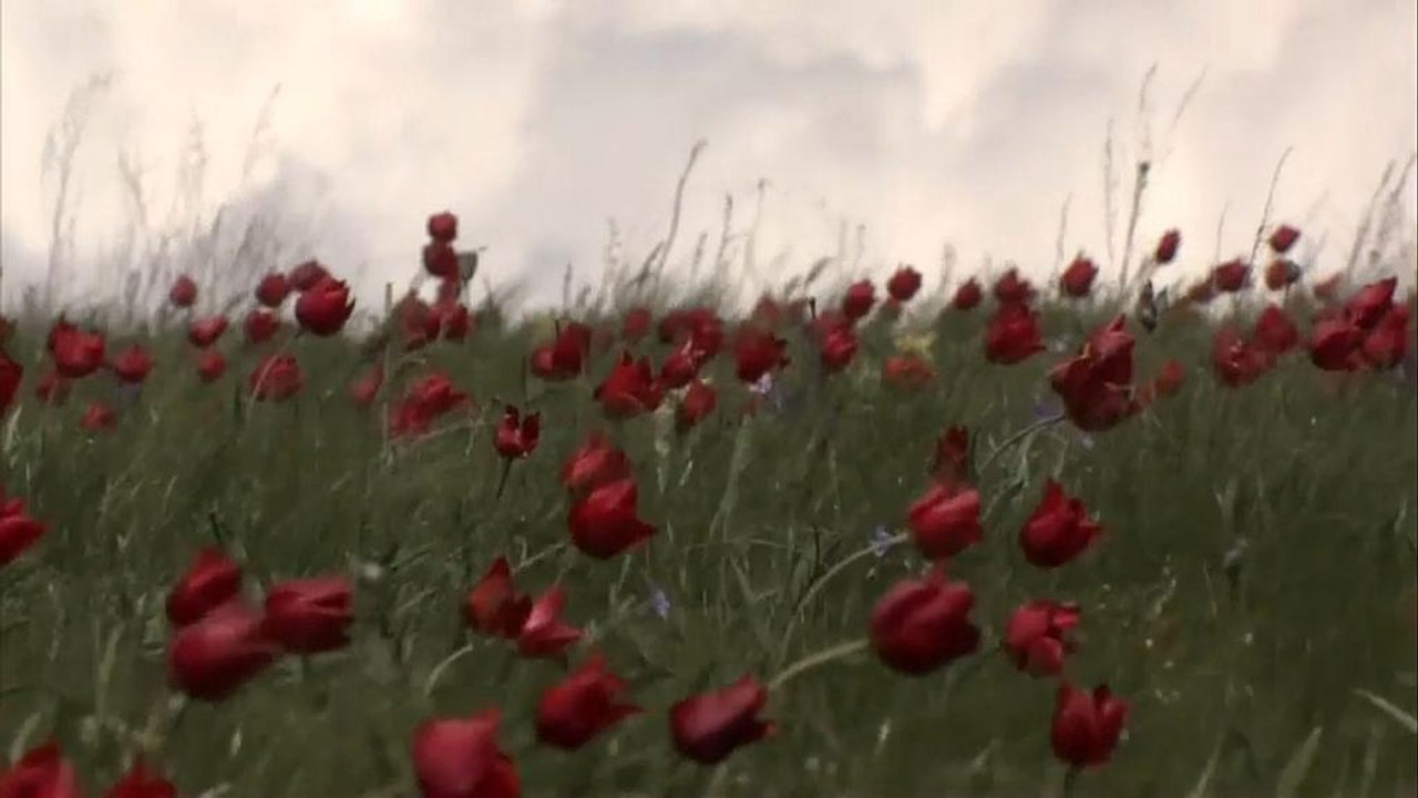 Wo die wilden Tulpen blühen