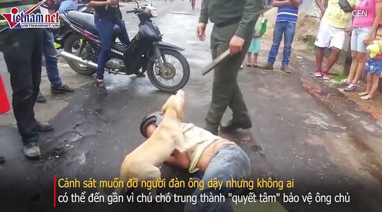 Chú chó trung thành quyết bảo vệ chủ say xỉn nằm giữa đường gây sốt