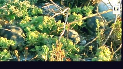 Ultimate Snake & Turtle Documentary Collection 🐍🐢 – Watch Free Online!