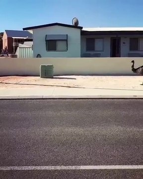 Bip Bip court trop vite !