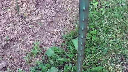 Cheap, easy, and effective deer fencing for your garden