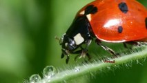 Coccinelle dit aussi Bête à Bon dieu