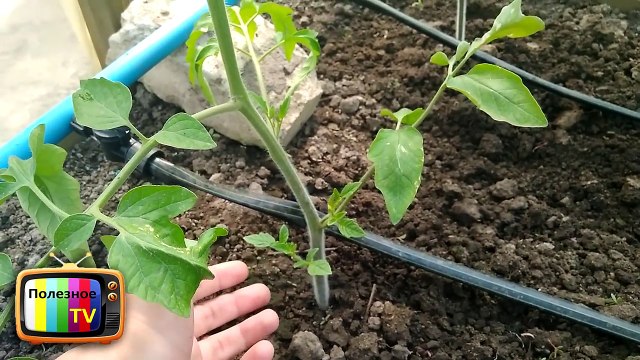 СРОЧНО СДЕЛАЙТЕ ЭТО С ПОМИДОРАМИ И ЗАВЯЗИ БУДЕТ В 2 РАЗА БОЛЬШЕ