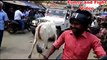 Indian Police jeep and Bull fight - Viral India