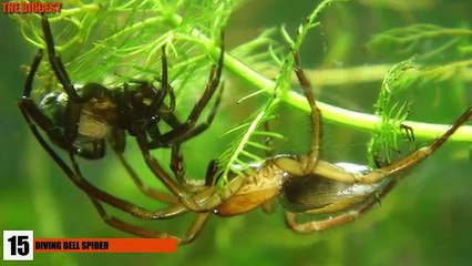 Scariest Spiders Ever