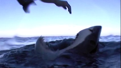 Caresser un requin comme un simple chien