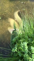 Mais que font ces 2 gros poissons... Moment torride