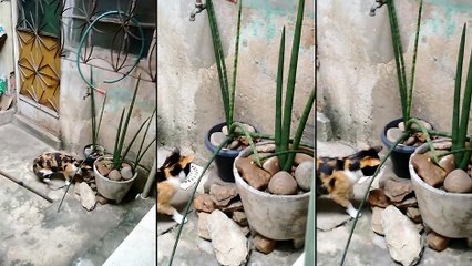 Un souris intelligente échappe à un chat domestique