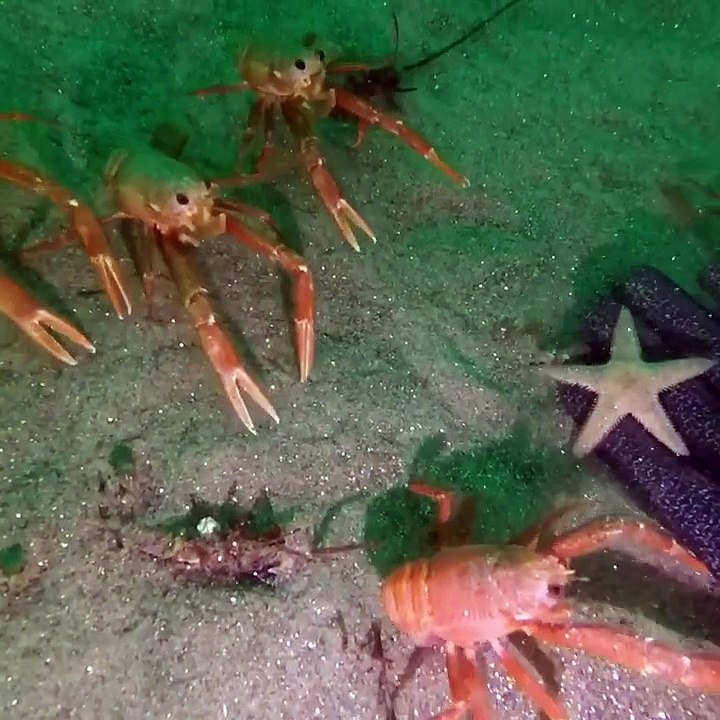 Des galathées rencontrent un plongeur