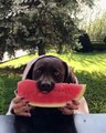 Un chien mange de la pastèque
