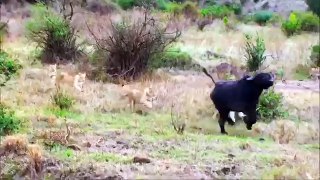 Hero Buffalo Saves Buffalo From Lion Attack - Wild Animal Attacks