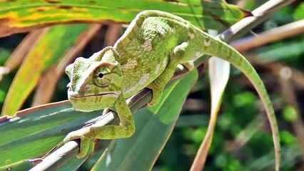 동물 소리 | | 어린 이용 동물 - 한국의