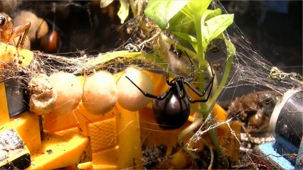 15 Cute But Most Venomous Spiders In The World