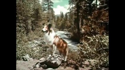 Lassie Sauve Une Vie - Épisode 1