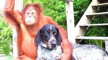 Top 10 Unlikely Animal Friendships