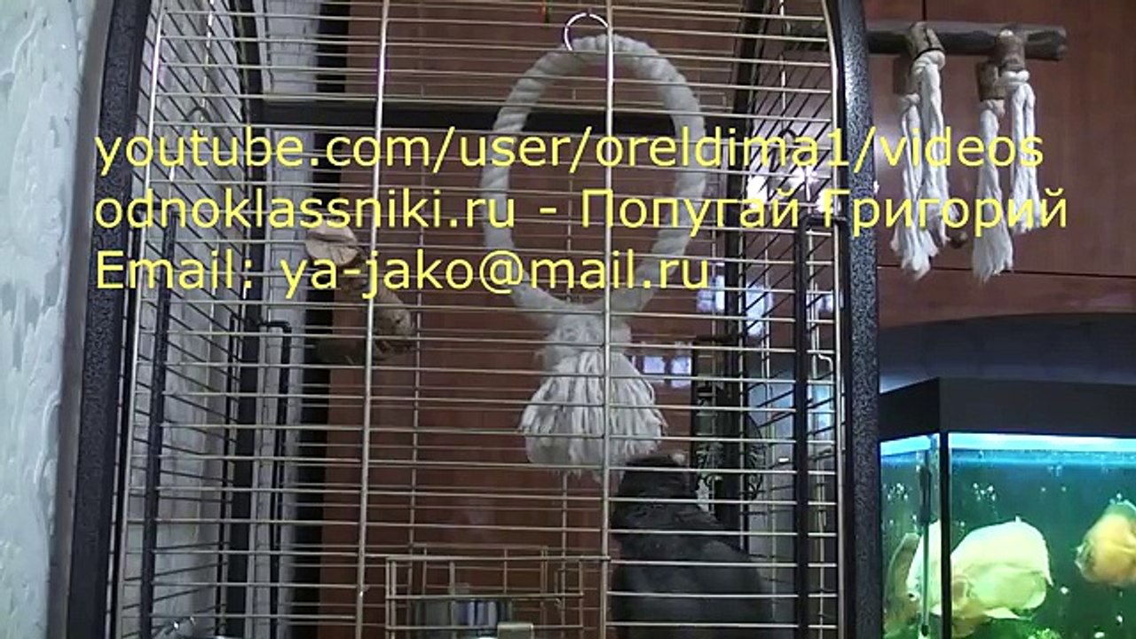 Попугай Григорий, сам с собой - 2 сезон, 10 серия