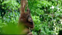 Orangutan, The Man of the Forest | Nature - Planet Doc Full Documentaries