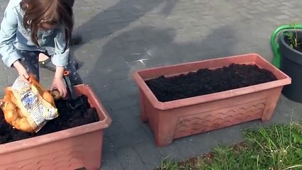 Kartoffeln pflanzen im Blumenkübel + unser Pool bekommt Wasser