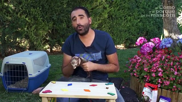 HURONES - ¿Qué hacer para que el hurón no muerda? Trucos y consejos para evitar que nos muerde