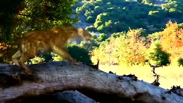 Саблезубый тигр Смилодон | Наука для детей | Вымершие хищные животные