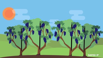 Samskip Animation - Italian wine!