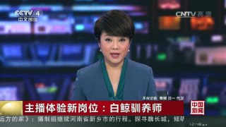 [中国新闻]主播体验新岗位：白鲸驯养师 | CCTV-4