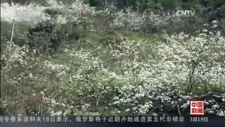 [中国新闻]四川绵竹：万亩梨花竞相开放 | CCTV-4