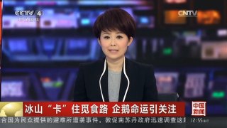 [中国新闻]冰山“卡”住觅食路 企鹅命运引关注