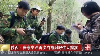 [中国新闻]陕西：安康宁陕再次拍摄到野生大熊猫