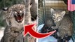 Rescuers bitten by bobcats they thought were two cute kittens