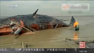 [中国新闻]辽宁大连：搁浅抹香鲸 将制成世界最大标本