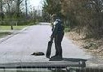 Police Officer Uses Shield to Help Snapping Turtle Cross The Road