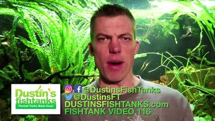 Top 5 BEST BEGINNER AQUARIUM FISH: Happy Mother's Day!