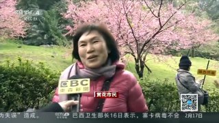 [中国新闻]台湾：赏樱正当时