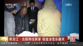[中国新闻]黑龙江：北极熊住新家 砸蛋滚雪乐翻天