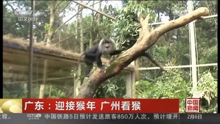 [中国新闻]广东：迎接猴年 广州看猴