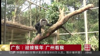 广东：迎接猴年 广州看猴