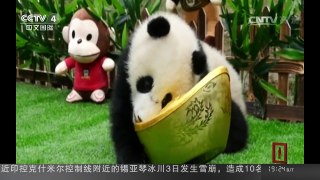 四川雅安：“幼儿园”装点一新 熊猫宝宝过新年