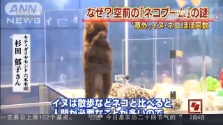 [中国新闻]日本：猫狗“争宠” 喵星人逆袭