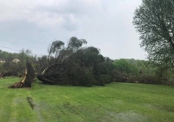 Strong Winds Uproot Trees in Clarksville
