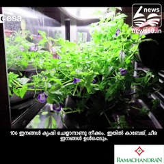 Astronauts soon could be feasting on leafy vegetables in space