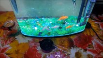 How to feed fastest fishes in Aquarium  - DIY-HOW TO FEED FISHES IN AQUARIUM