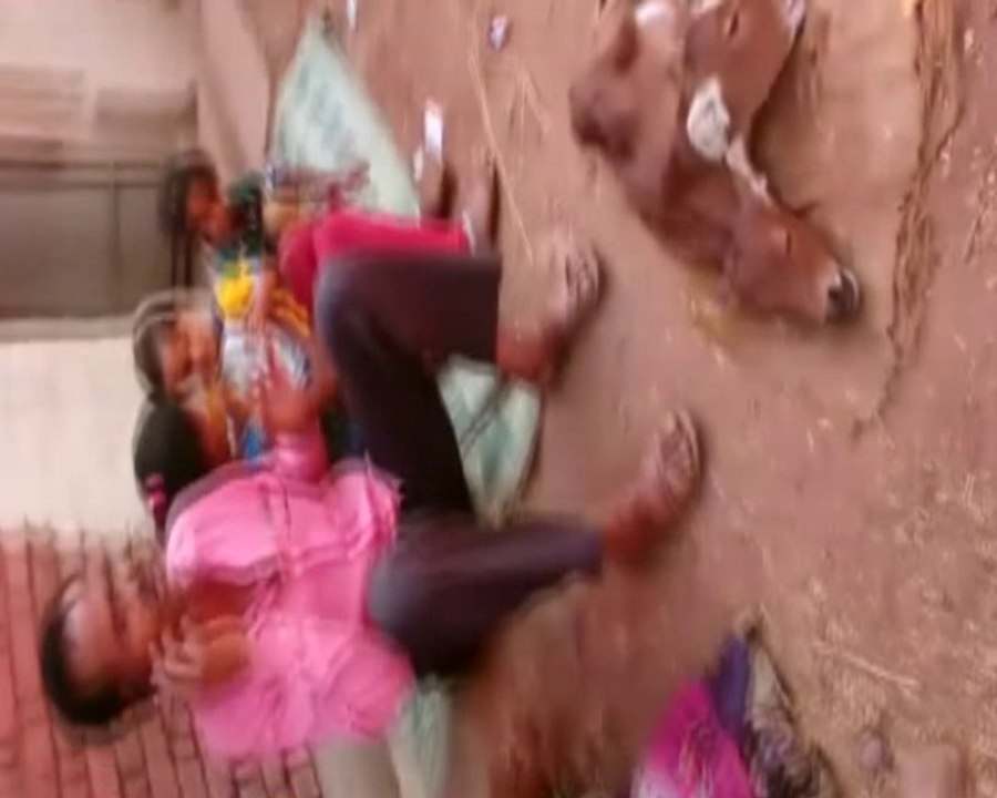 Weird Cow Calf With Two Head - Watch Video