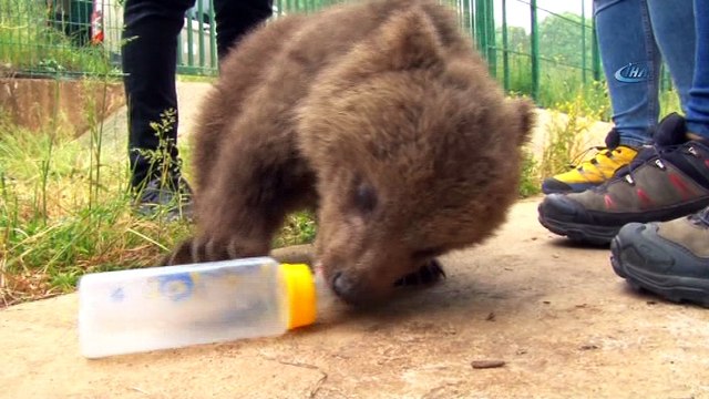 3 yavru ayıya mikro cip takıldı