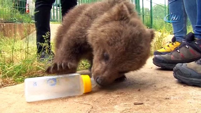  3 yavru ayıya mikro cip takıldı 