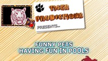 1% CHANCE that these animals WON'T MAKE YOU LAUGH! - Funny ANIMALS IN POOLS videos