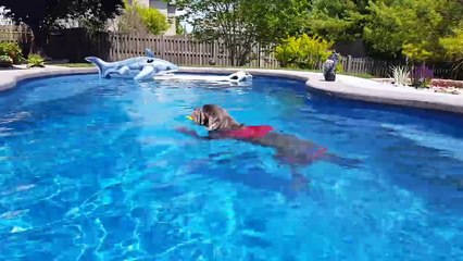 Ultimate Big Dog Compilation May 2018 | Funny Pet Videos