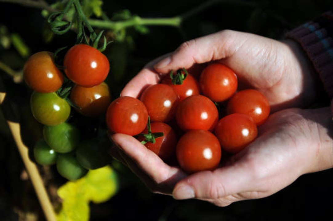 Les aliments qui améliorent nos capacités cognitives