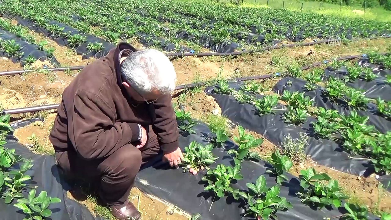 Pazara inmeden alıcı bulan Osmanlı çileği ilk ürünlerini verdi - ZONGULDAK