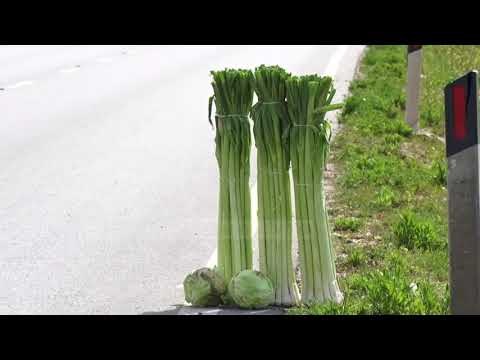 Prodhimet hidhen në kanal, fermerët e Lushnjes: S’ka treg